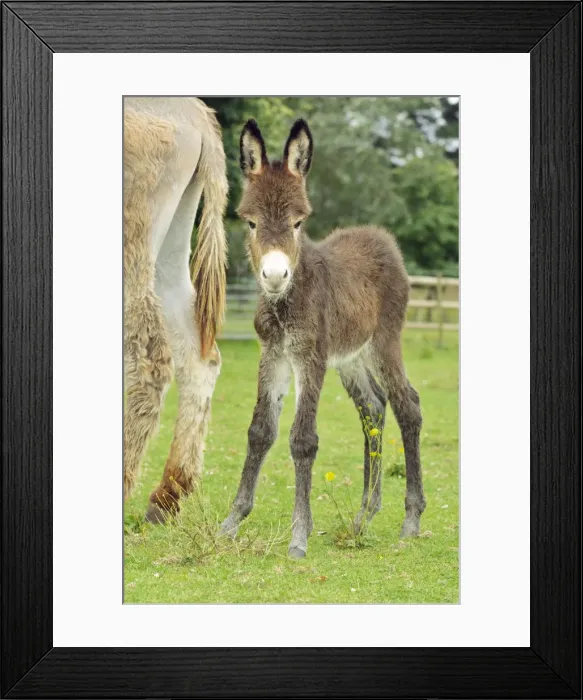 Framed Print : Donkey - baby 5 days old Framed Print : Donkey - baby 5 days old