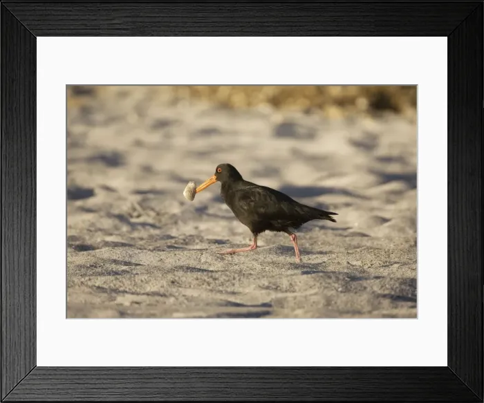 Framed Print : Variable Oystercatcher - with a tuatua shellfish which it has just probed into the beach to capture. At Rogers Road Beach, Ohinepanea, southeast of Te Puke, North Island, New Zealand Framed Print : Variable Oystercatcher - with a tuatua shellfish which it has just probed into the beach to capture. At Rogers Road Beach, Ohinepanea, southeast of Te Puke, North Island, New Zealand