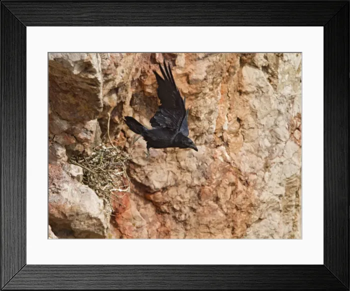 Framed Print : Raven - on sea cliff leaving nest - North Wales UK 9580 Framed Print : Raven - on sea cliff leaving nest - North Wales UK 9580