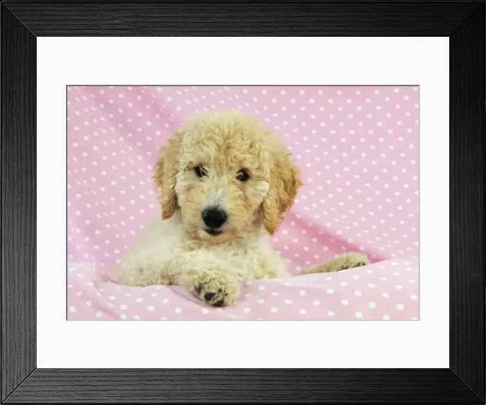 Framed Print : DOG. Goldendoodle puppy on pink background Framed Print : DOG. Goldendoodle puppy on pink background