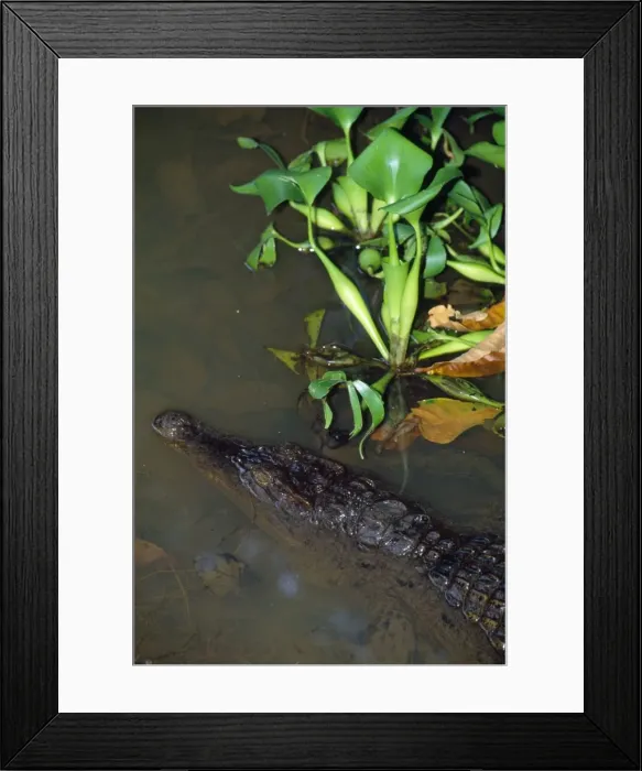 Framed Print : Philippine Crocodile - endangered Framed Print : Philippine Crocodile - endangered