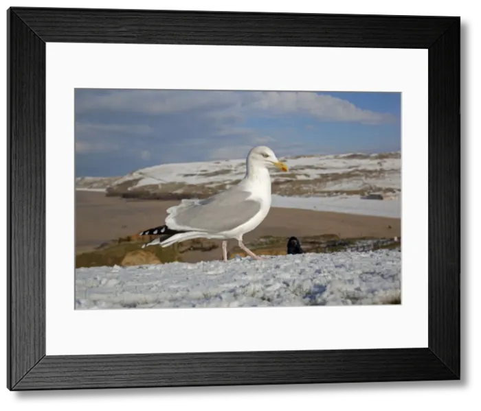 Framed Print : Herring Gull - snow - Perranporth - Cornwall - UK Framed Print : Herring Gull - snow - Perranporth - Cornwall - UK