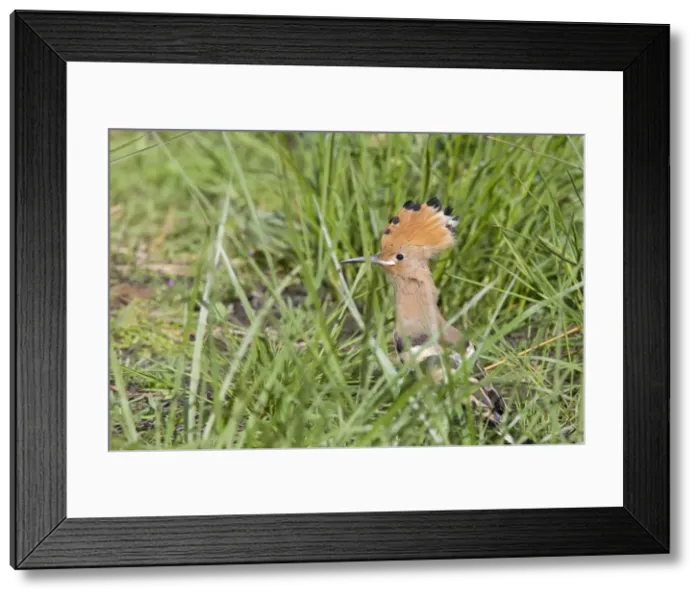 Framed Print : Hoopoe - recently fledged bird perching on ground - Extremadura, Spain Framed Print : Hoopoe - recently fledged bird perching on ground - Extremadura, Spain