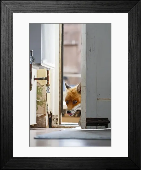 Framed Print : Red Fox - vixen entering house through back door - Bedfordshire UK 10892 Framed Print : Red Fox - vixen entering house through back door - Bedfordshire UK 10892