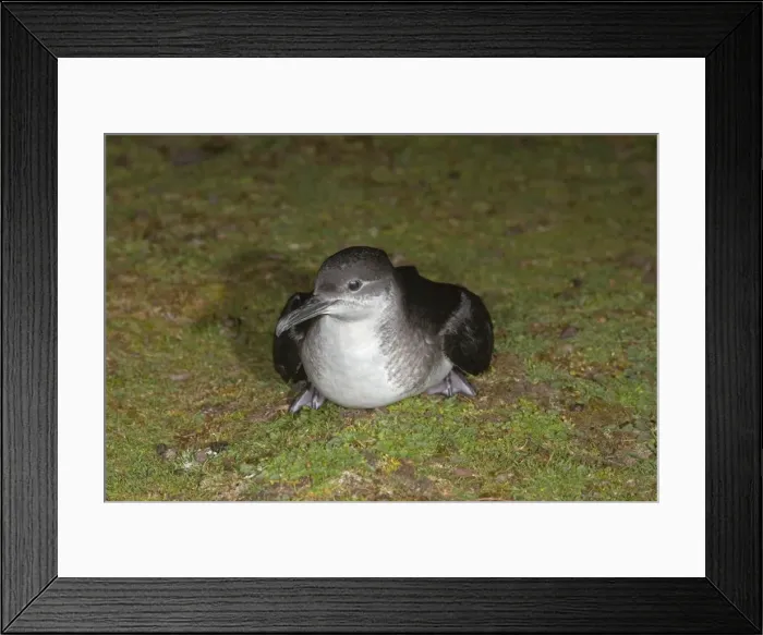 Framed Print : Manx Shearwater - on the ground - Skokholm Framed Print : Manx Shearwater - on the ground - Skokholm