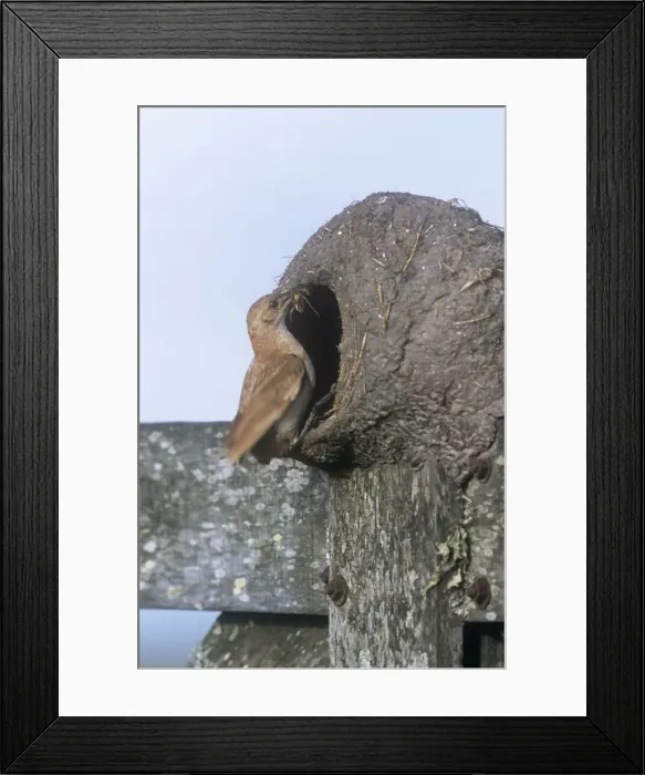 Framed Print : Rufous Hornero  /  Ovenbird - feeding chicks at nest - Buenos Aires - Argentina