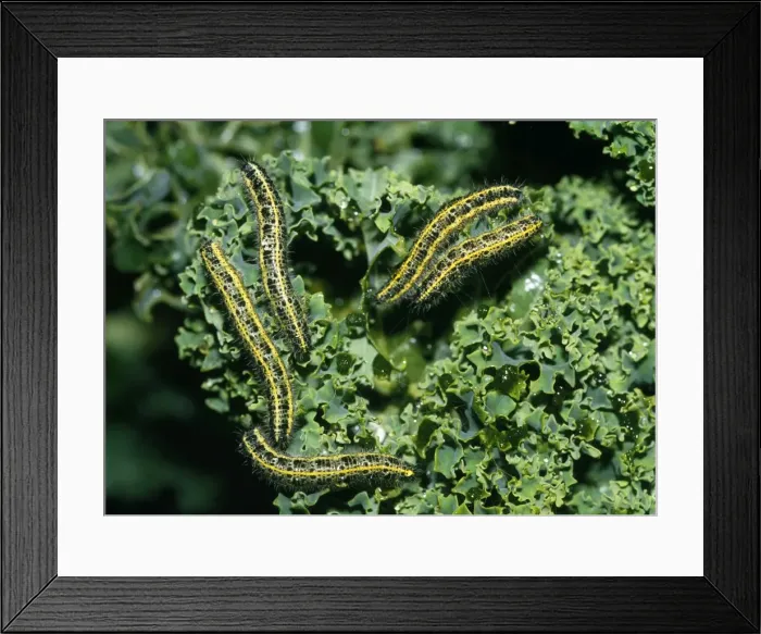 Framed Print : Cabbage White Butterfly - caterpillars - devouring kale