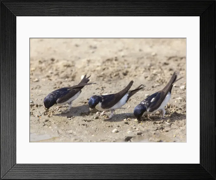 Framed Print : House Martins - collecting mud for nest building from a roadside puddle - Southern Spain Framed Print : House Martins - collecting mud for nest building from a roadside puddle - Southern Spain