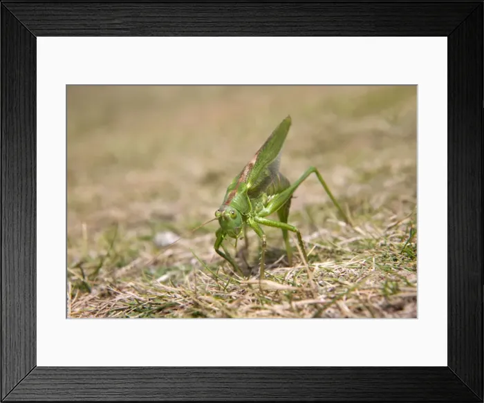 Framed Print : Great Green Bush Cricket - egg laying - Cornwall - UK Framed Print : Great Green Bush Cricket - egg laying - Cornwall - UK
