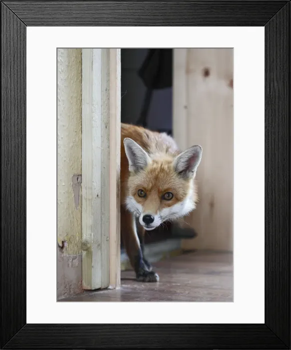Framed Print : Red Fox - vixen entering room in house - Bedfordshire UK 10883 Framed Print : Red Fox - vixen entering room in house - Bedfordshire UK 10883