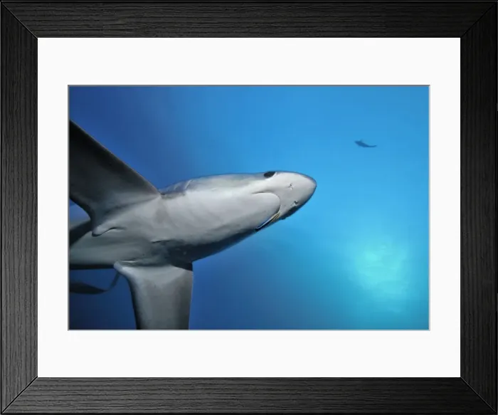 Framed Print : Thresher  /  Foxtail Shark - usually lives at depths over 200m & only sighted rarely - The Common Thresher Shark ranges in size from 16. 5 to 20ft long - Feeds on Squid & Fish corraling them with its elongated tail  /  stunning them with slaps
