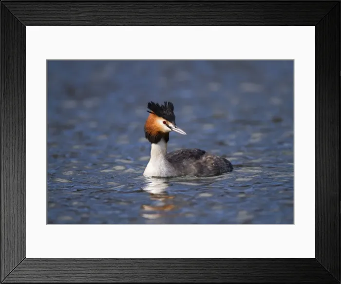 Framed Print : Great Crested Grebe - Cornwall - UK Framed Print : Great Crested Grebe - Cornwall - UK