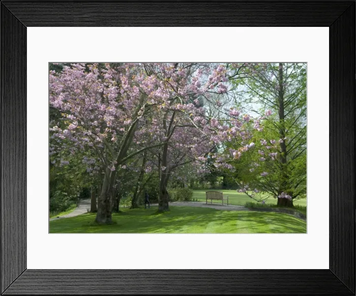 Framed Print : Cherry blossom in Pashley Manor Gardens. East Sussex. UK. June Framed Print : Cherry blossom in Pashley Manor Gardens. East Sussex. UK. June