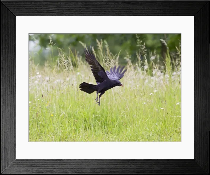 Framed Print : Carrion Crow - taking off from meadow with food in mouth - Bedfordshire UK 11708 Framed Print : Carrion Crow - taking off from meadow with food in mouth - Bedfordshire UK 11708