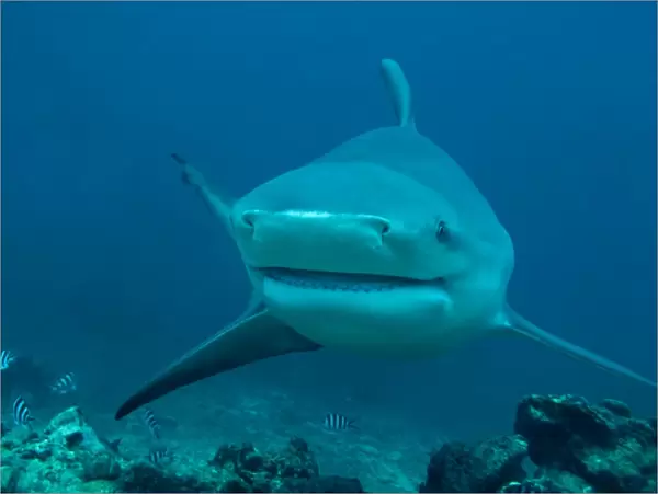 Bull Shark - female - Fiji