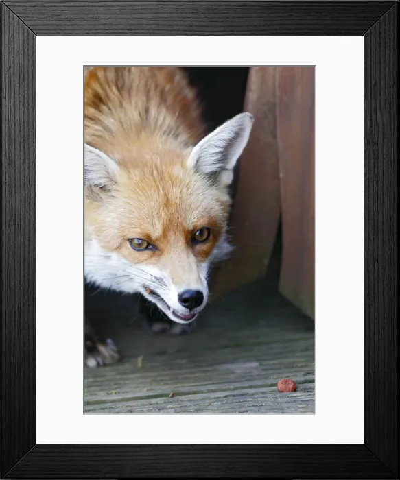 Framed Print : Red Fox - vixen close up in back yard - Bedfordshire UK 10867 Framed Print : Red Fox - vixen close up in back yard - Bedfordshire UK 10867