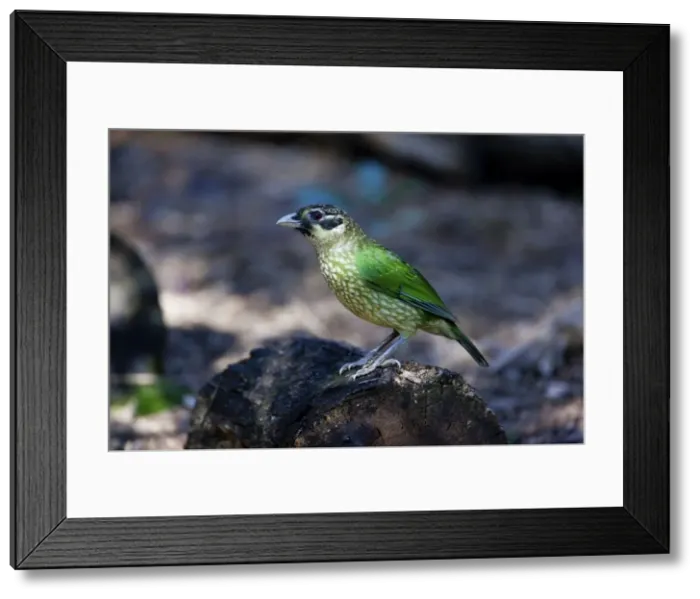 Framed Print : Spotted Catbird / Black-eared Catbird. In rainforest at Malanda, Atherton Tableland, Queensland, Australia Framed Print : Spotted Catbird / Black-eared Catbird. In rainforest at Malanda, Atherton Tableland, Queensland, Australia