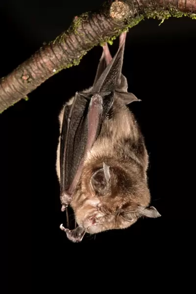 Greater Horseshoe Bat - UK