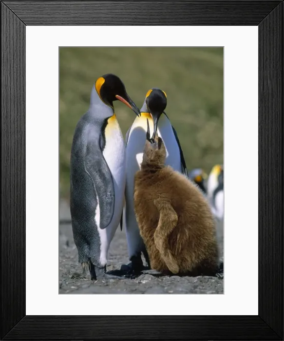 Framed Print : King Penguin - chick begging for food from adult. Salisbury Plain - South Georgia - December Framed Print : King Penguin - chick begging for food from adult. Salisbury Plain - South Georgia - December