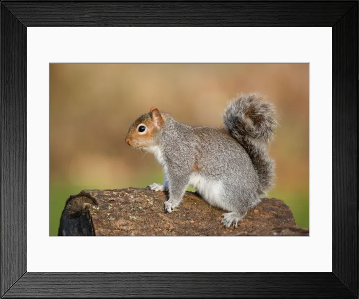 Framed Print : Grey Squirrel - on log - Cornwall - UK Framed Print : Grey Squirrel - on log - Cornwall - UK