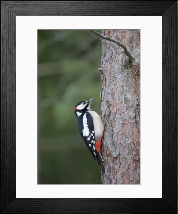 Framed Print : Great Spotted Woodpecker - male on pine tree - UK Framed Print : Great Spotted Woodpecker - male on pine tree - UK