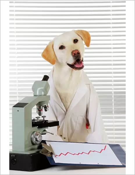DOG. Yellow labrador wearing lab coat with microscope
