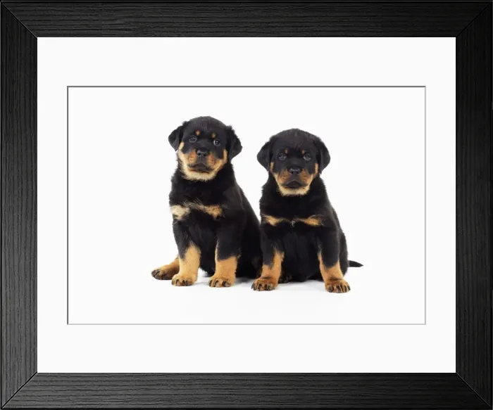 Framed Print : DOG. Rottweiler puppies sitting next to each other