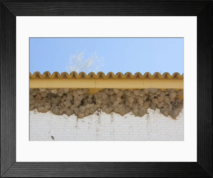 Framed Print : House Martin - Nests on underside of house - Coto Donana - Southern Spain Framed Print : House Martin - Nests on underside of house - Coto Donana - Southern Spain