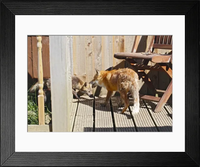 Framed Print : Red Fox - vixen and cub in back yard - Bedfordshire UK 10857 Framed Print : Red Fox - vixen and cub in back yard - Bedfordshire UK 10857
