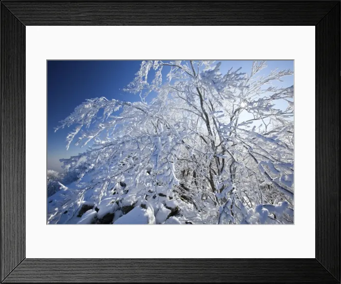 Framed Print : Deciduous Trees - covered in snow and frost - Hoher Meissner National park - North Hessen - Germany Framed Print : Deciduous Trees - covered in snow and frost - Hoher Meissner National park - North Hessen - Germany