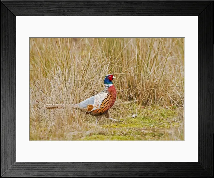 Framed Print : Pheasant - ring necked male in meadow - Bedfordshire UK 11406