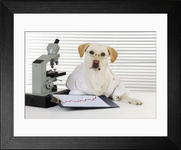 Framed Print : DOG. Yellow labrador wearing lab coat with microscope (Lab Report says you're fine) Framed Print : DOG. Yellow labrador wearing lab coat with microscope (Lab Report says you're fine)