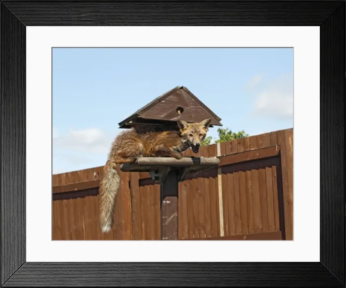 Framed Print : Red Fox - cub feeding from bird table - Bedfordshire UK 10855 Framed Print : Red Fox - cub feeding from bird table - Bedfordshire UK 10855