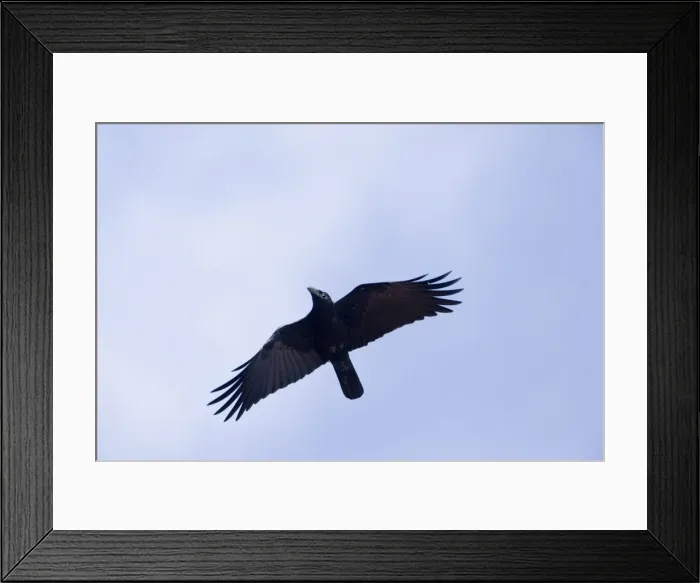 Framed Print : Torresian Crow - in flight At the camping ground at Weipa, Cape York, Australia Framed Print : Torresian Crow - in flight At the camping ground at Weipa, Cape York, Australia