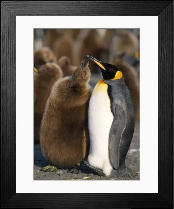 Framed Print : King Penguin - breeding colony - 10 month old chick begging for food from adult. Salisbury Plain - South Georgia - December Framed Print : King Penguin - breeding colony - 10 month old chick begging for food from adult. Salisbury Plain - South Georgia - December