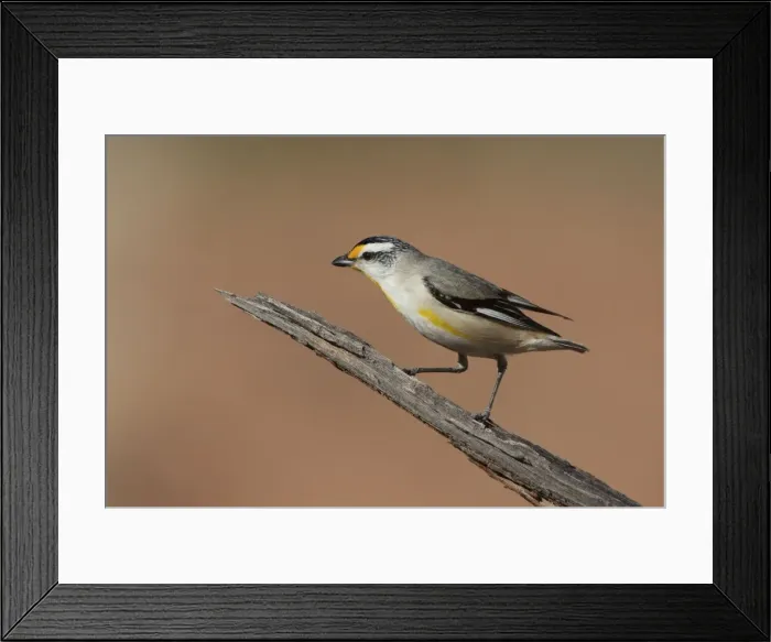 Framed Print : Striated Pardalote At Apatula Aboriginal Community, Finke, Northern Territory, Australia