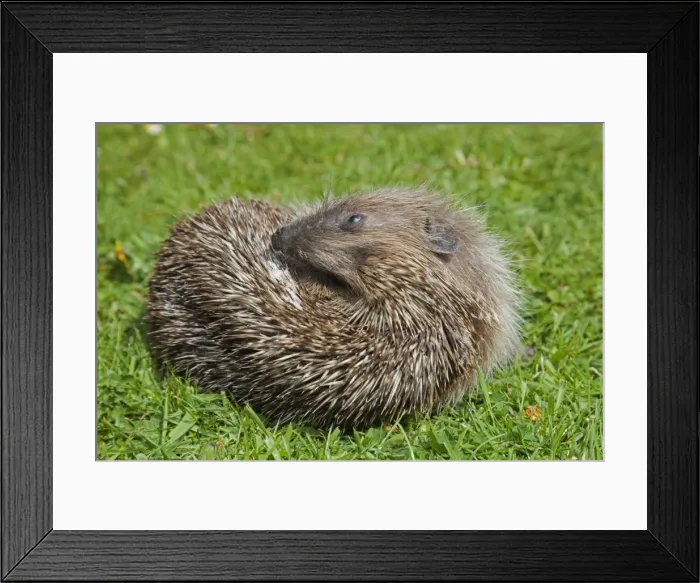 Framed Print : Hedgehog - self annointing - Cornwall - UK Framed Print : Hedgehog - self annointing - Cornwall - UK