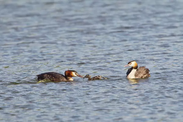 Great Crested Grebe - pair feeding young - Suffolk UK 12077