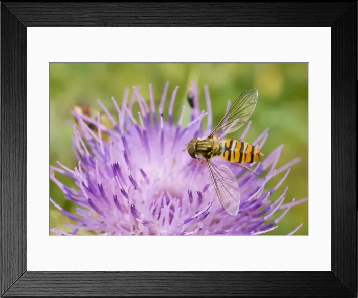 Framed Print : Marmalade Hoverflies - feeding on thistle flower