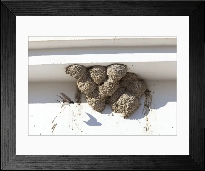 Framed Print : House Martin - in flight approaching nests on underside of house - Southern Spain Framed Print : House Martin - in flight approaching nests on underside of house - Southern Spain