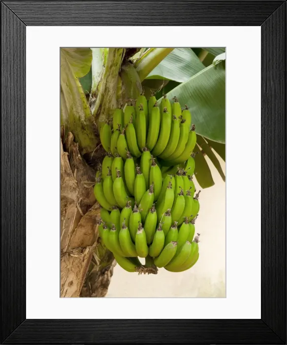 Framed Print : Dwarf Banana. Location - Hotel Quinta Splendida Botanical Gardens, Madeira. February