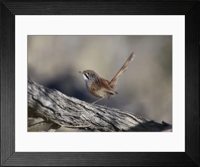 Framed Print : Striated Grasswren Near Uluru, Northern Territory, Australia. This bird at the Ayers Rock sunset viewing site Framed Print : Striated Grasswren Near Uluru, Northern Territory, Australia. This bird at the Ayers Rock sunset viewing site