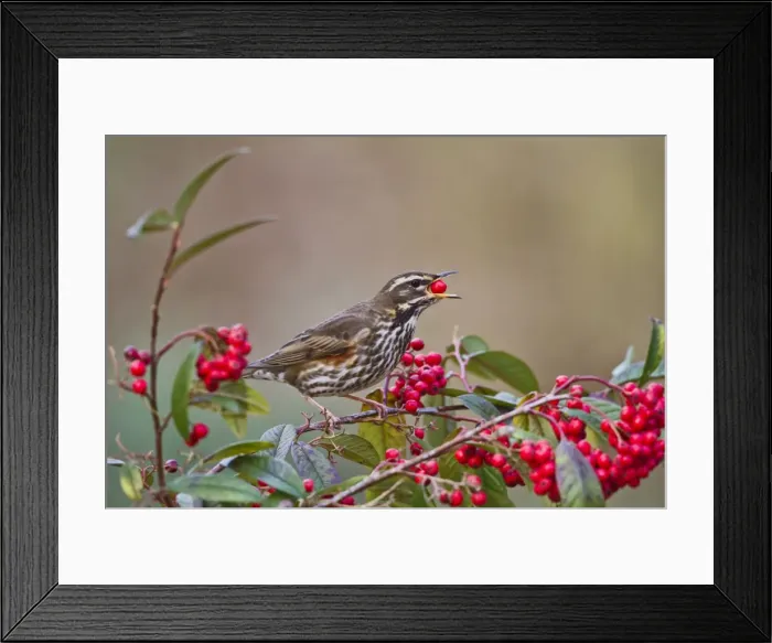 Framed Print : Redwing - eating cotoneaster berries - Bedfordshire UK 8800 Framed Print : Redwing - eating cotoneaster berries - Bedfordshire UK 8800