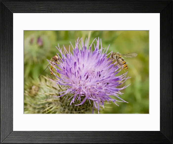 Framed Print : Marmalade Hoverflies - feeding on thistle flower Framed Print : Marmalade Hoverflies - feeding on thistle flower