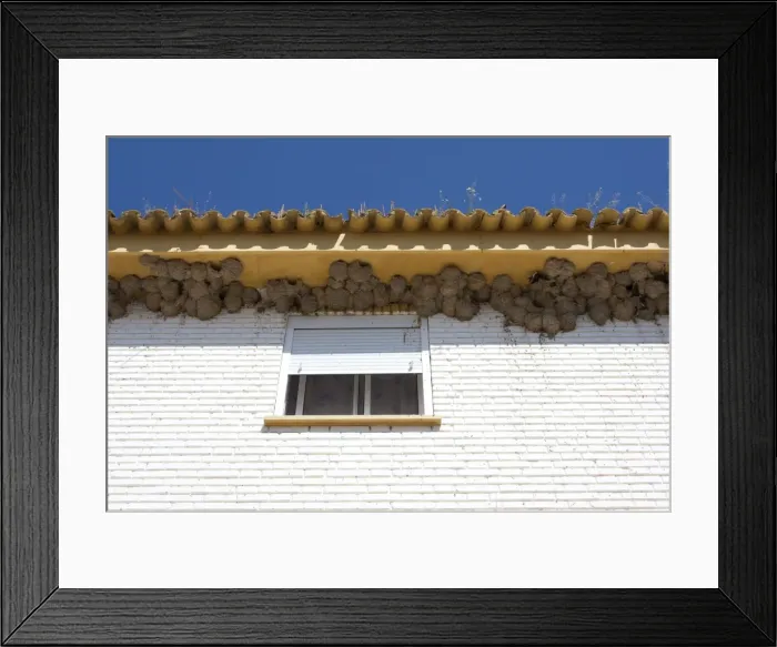 Framed Print : House Martin - Nests on underside of house - Coto Donana - Southern Spain Framed Print : House Martin - Nests on underside of house - Coto Donana - Southern Spain