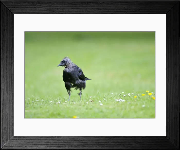 Framed Print : Jackdaw - on ground Framed Print : Jackdaw - on ground