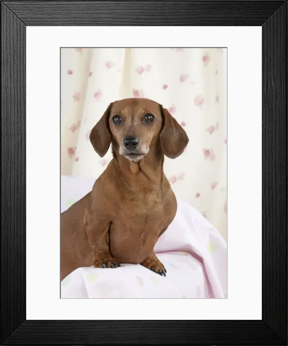 Framed Print : Dog - Miniature Short Haired Dachshund Framed Print : Dog - Miniature Short Haired Dachshund