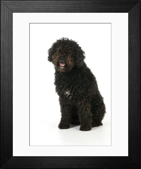 Framed Print : DOG. Spanish Water Dog Framed Print : DOG. Spanish Water Dog