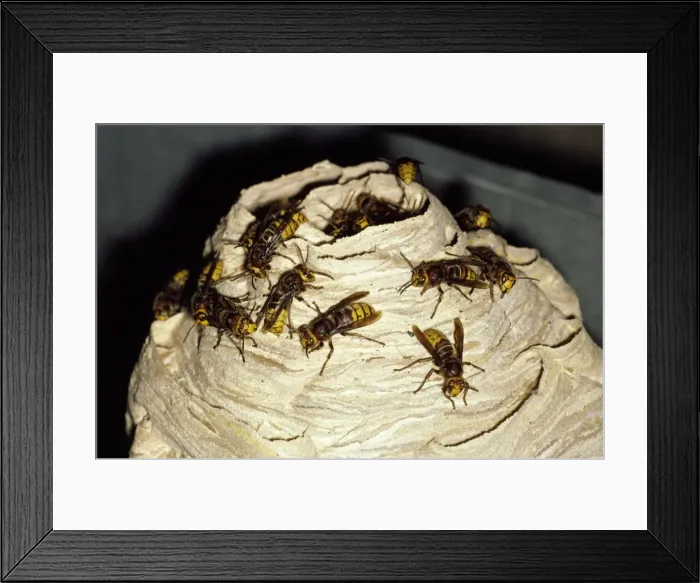Framed Print : Hornets - on nest