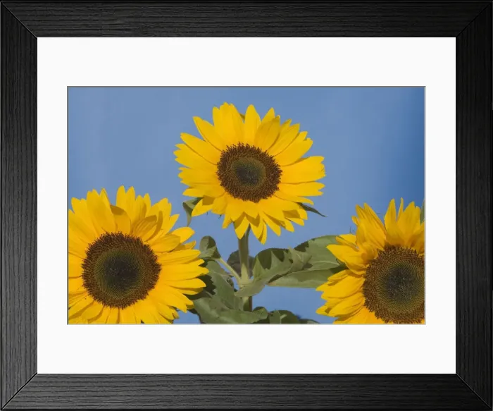Framed Print : Sunflower. VG-624. Sunflower. Helianthus annuus Framed Print : Sunflower. VG-624. Sunflower. Helianthus annuus